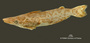 Ageneiosus marmoratus FMNH 53245 holo lat